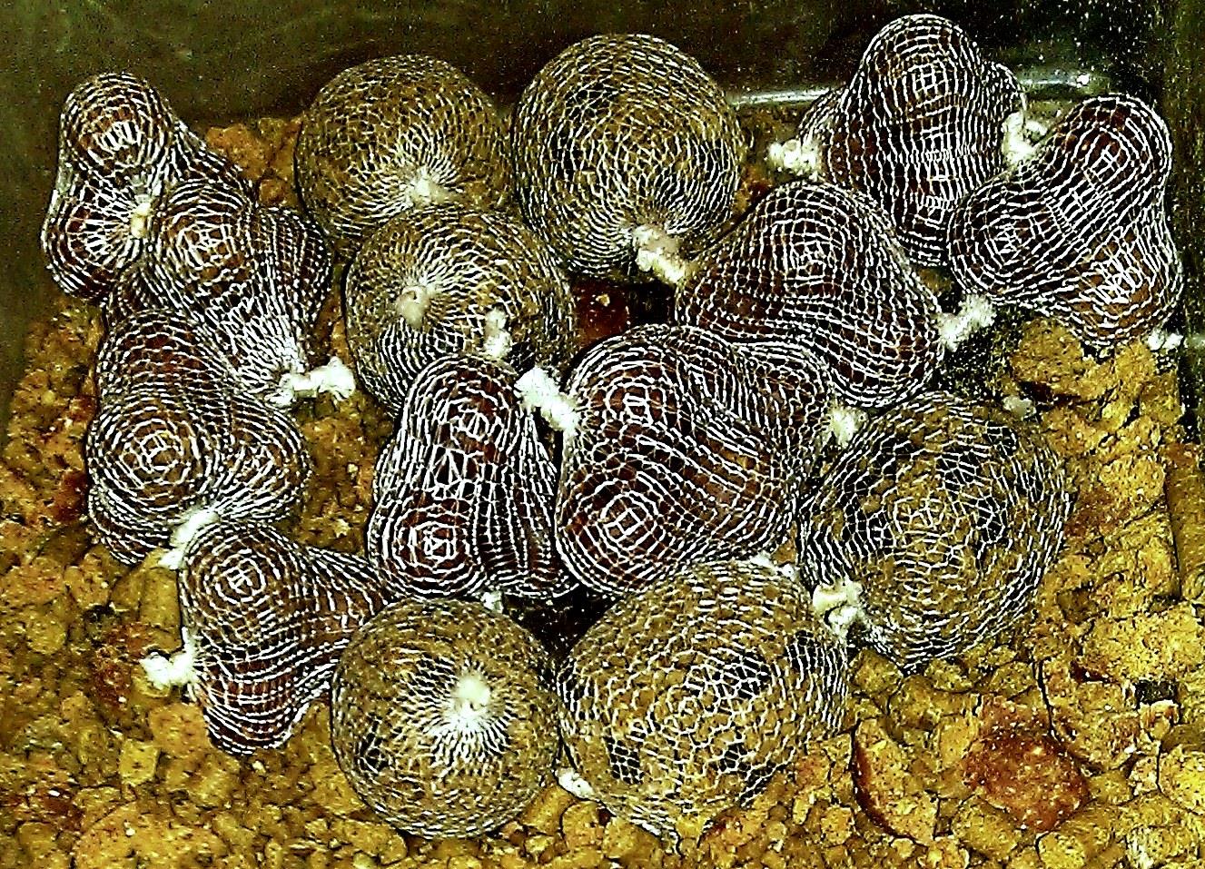 Magura 9 23 - 23 nov. - 4.jpg